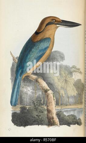 Cinnamon Crabeater. Zoological Illustrations, or original figures and descriptions of new, rare, or interesting animals, selected chiefly from the classes of ornithology, entomology and conchology, etc. London, 1820-23. Source: 1256.i.3. Author: Swainson, William. Stock Photo