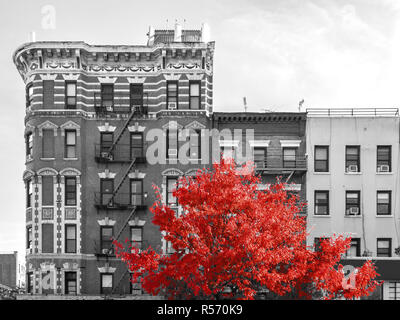 Big red tree in front of black and white buildings on First Avenue in the East Village of New York City Stock Photo
