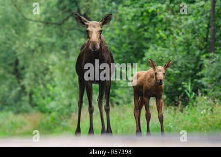 European moose (Alces alces) mother and calf standing on a road in Biebrza National Park, Poland. Stock Photo