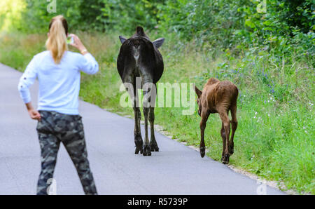 Woman photographing a female European Moose (Alces alces) and her calf with a smartphone. Biebrza National Park, Poland. Stock Photo