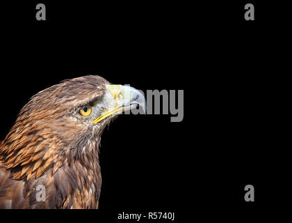 golden eagle aquila chrysaetos in front of black background Stock Photo