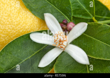 Lemon Blossom, flower buds, green foliage on branch 'Citrus limon',  lemon in background. Stock Photo
