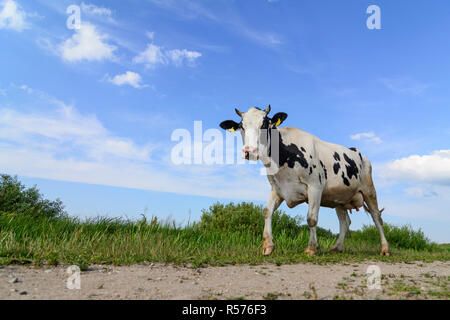 Wide-angle image of a domestic cow (Bos taurus) passing by in Biebrza National Park, Poland.