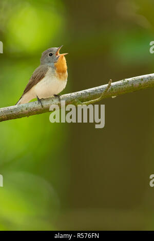 Singing red-breasted flycatcher (Ficedula parva) during spring in The Netherlands. Stock Photo