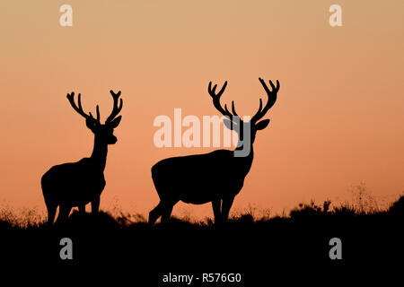 Silhouette two red deer (Cervus elaphus) males against an orange sunset sky on the Veluwe area, The Netherlands. Stock Photo