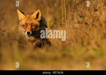 Red fox (Vulpes vulpes) walking through shrubbery in the Amsterdamse Waterleidingduinen, The Netherlands. Stock Photo