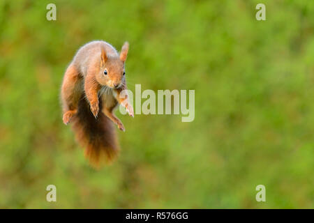 Red squirrel (Sciurus vulgaris) jumping towards the camera.