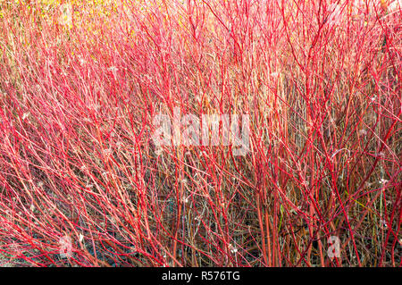 Cornus alba sibirica Dogwood has bright red branches in winter. Adds colour in winter when leaves have all fallen off Stock Photo