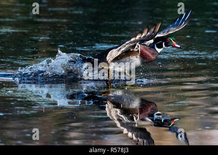 Drake wood duck take off on pond Stock Photo