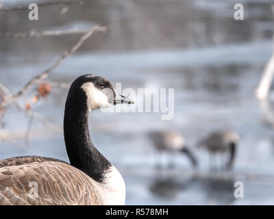 A closeup wildlife portrait of a wild Canadian goose looking into the frame with two other geese standing on the ice of a frozen pond blurred in the b Stock Photo