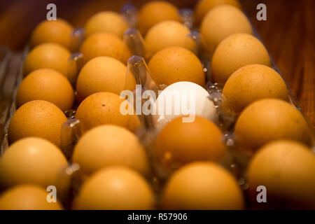 A single white egg in a carton of brown eggs on a table top Stock Photo