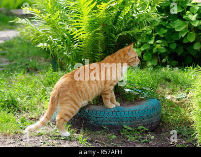 Cat and ferns Stock Photo