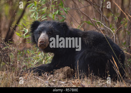 Sloth bear lying in bushes lifts head Stock Photo