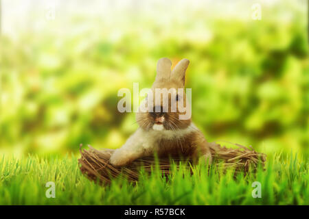 Fluffy foxy rabbit on basket Stock Photo
