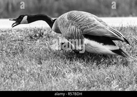 A Canadian goose (Branta canadensis) runs away honking, looking afraid, near the lagoon at the Biltmore Estate in Asheville, NC, USA Stock Photo