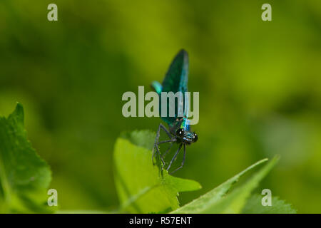 male splendor dragonfly Stock Photo