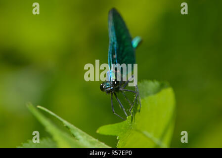 male splendor dragonfly Stock Photo