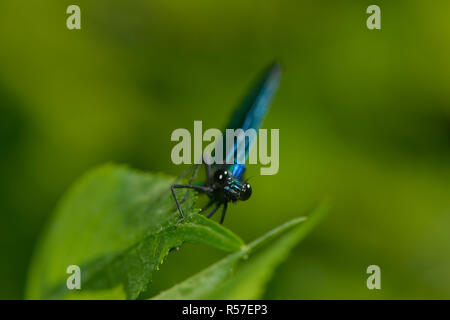 male splendor dragonfly Stock Photo