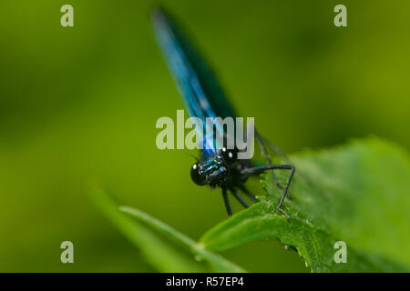 male splendor dragonfly Stock Photo