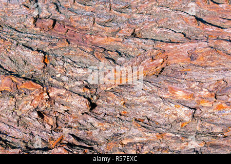 Bark Tree Texture Stock Photo