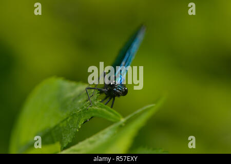 male splendor dragonfly Stock Photo