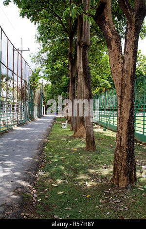 park trees lane  jogging track day Stock Photo