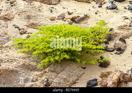 Desolation with only a few hardy plants in the arid Namib desert on the Skeleton coast of Namibia. Stock Photo