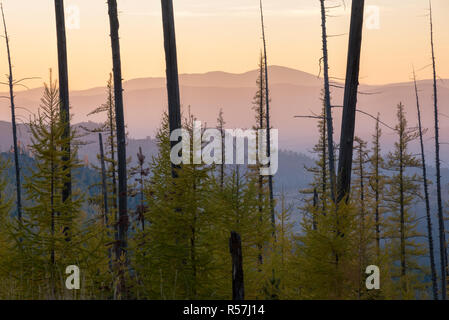 White Mountain burn area at sunset, Colville National Forest, Washington. Stock Photo