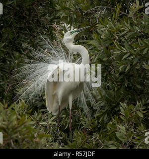 The eastern great egret (Ardea modesta) displaying its breeding plumage is a large heron with all-white plumage. Stock Photo