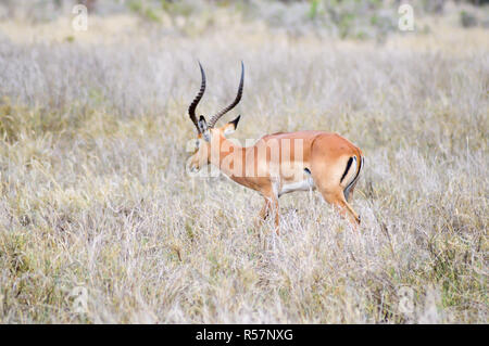 Impala isolated grazing Stock Photo