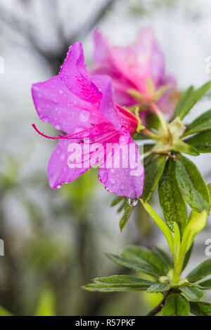 pink lily flower in spring rain Stock Photo