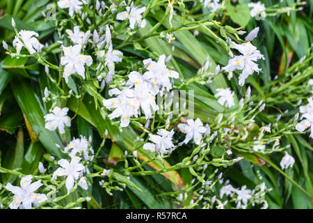 white flowers of asiatic lily in spring rain Stock Photo