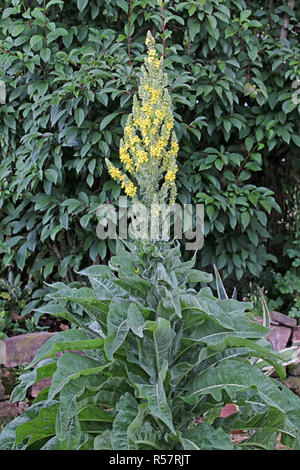 magnificent large-flowered mullein verbascum densiflorum in the natural garden Stock Photo