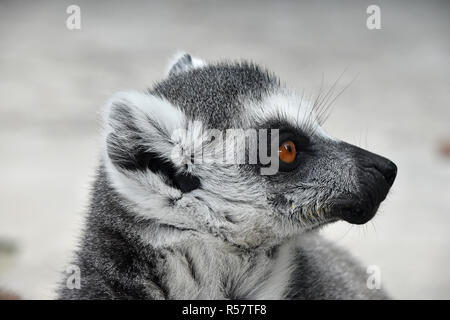 Close up portrait of ring-tailed lemur catta Stock Photo
