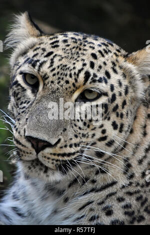 Close up portrait of Amur leopard Stock Photo