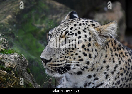 Close up side portrait of Amur leopard over rocks Stock Photo