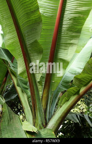 banana trees leaves Stock Photo