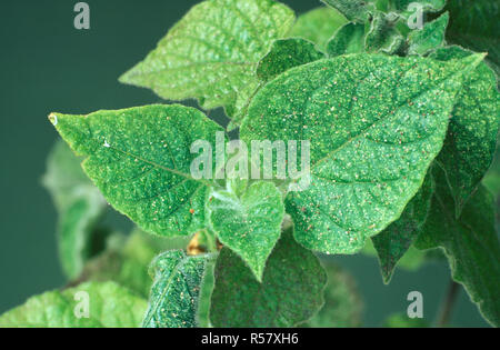 SPIDER MITE (Tetranychus urticae) DAMAGE TO THE LEAF OF A PRIMULA PLANT Stock Photo
