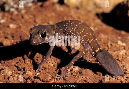 Underwoodisaurus milii seen here is a species of gecko in the family Carphodactylidae. Species is commonly known as the thick-tailed or barking gecko. Stock Photo