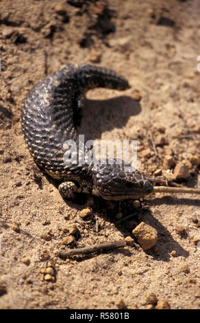 SLEEPY OR SHINGLEBACK LIZARD, ALSO CALLED BOB-TAILED GOANNA (TRACHYDOSAURUS RUGOSUS) NAMBUNG NATIONAL PARK, WESTERN AUSTRALIA Stock Photo