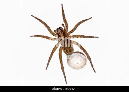 spider with eggs on white background Stock Photo