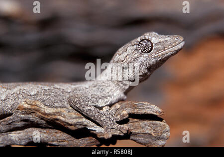 CLOSE-UP OF A GOLDFIELDS SPINY-TAILED GECKO (STROPHURUS ASSIMILIS) PERCHED ON A TREE BRANCH IN DAYTIME, GOLDFIELDS, REGION, WESTERN AUSTRALIA. Stock Photo