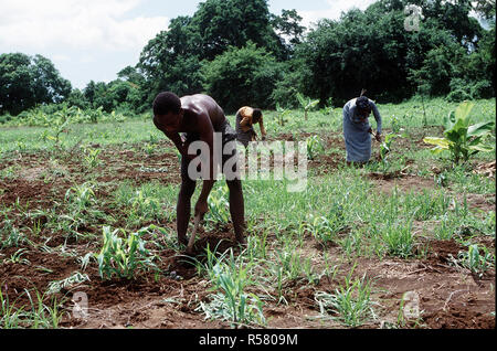 1993 - Somali farmers working in the fields in Kismayo, Somalia while U.S. Forces were in Somalia for Operation Continue Hope.