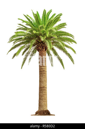 Green beautiful palm tree isolated on white background Stock Photo