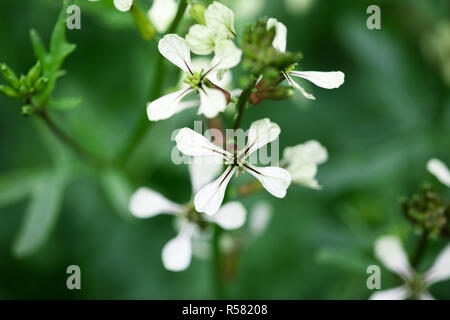 Arugula flower. Eruca lativa plant. Rucola blossom. Farmland arugula. Rocket salad. Food spice and herbs. Spring garden in countryside Stock Photo