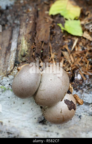 Great wolf's milk or groening's slime mold, Lycogala flavofuscum
