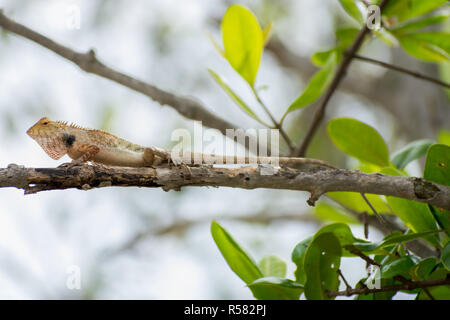 Young Brown Lizard on tree Stock Photo