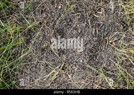 Ordinary ants on an anthill