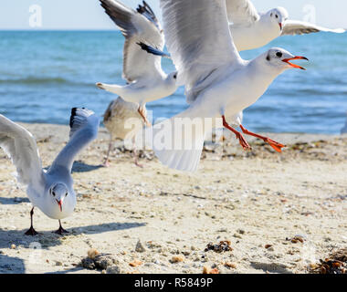 flock of seagulls on the beach on a summer sunny day, Ukraine Stock Photo