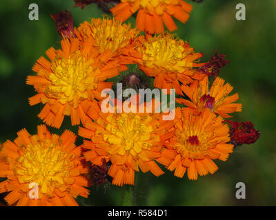orange-red hawkweed,hieracium aurantiacum l.,orange hawkweed,umbelliferous inflorescence in close-up. the orange-red hawkweed is a perennial plant species of the genus hawkweed (hieracium) in the family of the daisy family (asteraceae),the stature heights of 15 to 60 centimeters achieved. it is native to the mountainous regions of central,southern and western europe and has been imported to other parts of europe as well as to north america and australia.n Stock Photo